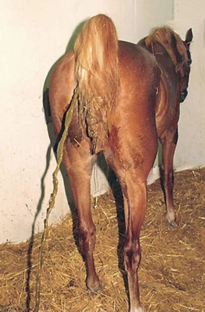 horse asshole|Category : Horse anus